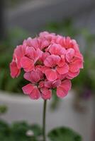 Close-up photo of Pink Garden Geranium, or Pelargonium hortorum.