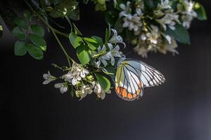 Common Jezebel butterfly on Jasmine Orange flowers photo