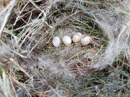 Eggs in a bird's nest. whole and broken bird eggs in the nest. photo
