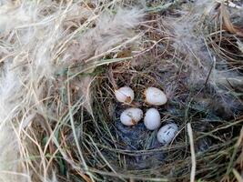 Bird nest on natural background. sparrow eggs in the nest. whole and broken Finch bird eggs in the nest. photo