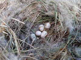sparrow eggs in the nest. whole and broken Finch bird eggs in the nest. photo