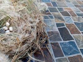 Bird nest on natural background. sparrow eggs in the nest. whole and broken Finch bird eggs in the nest. photo
