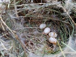 Eggs in a bird's nest. whole and broken bird eggs in the nest. photo