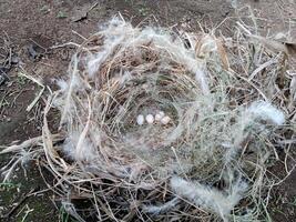 huevos en un aves nido. todo y roto pájaro huevos en el nido. foto