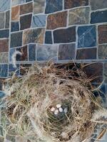 Bird nest on natural background. sparrow eggs in the nest. whole and broken Finch bird eggs in the nest. photo
