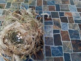 Bird nest on natural background. sparrow eggs in the nest. whole and broken Finch bird eggs in the nest. photo