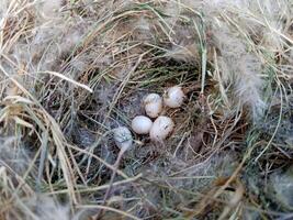 sparrow eggs in the nest. whole and broken Finch bird eggs in the nest. photo