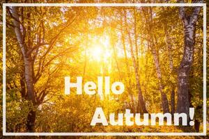 The words Hello Autumn on the background of birch forest with golden leaved. Greeting card. The concept of the beginning of autumn. photo
