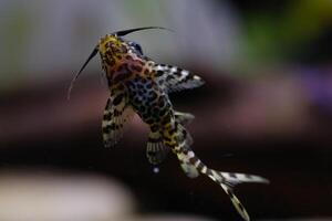 Macro Photography. Animal Close up. Macro shot of Synodontis nigriventris catfish in the aquarium. Fish on tanks. Shot in Macro lens photo