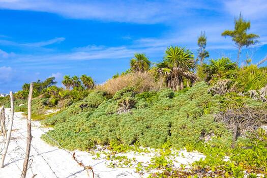 naturaleza tropical selva bloqueado arriba detrás de madera mordaz cable cerca. foto