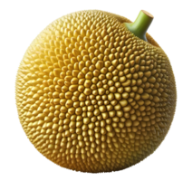 Jackfruit Jackfruit without background png