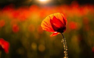A single poppy is sharp in the poppy field photo