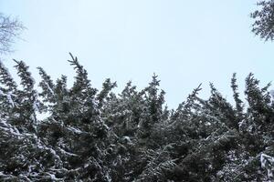 Big christmas trees branches with sky. Bottom view. photo