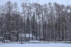 Pier over the snow in the park photo