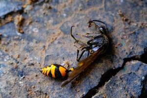 Macro Photography Yellow Wasp. Animal Closeups. Photo of dead and dust-covered European paper wasp or Polistes dominula macro. Photographed using a macro lens. Bandung - Indonesia. Macro