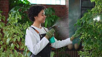Running of own business. African woman florist with spray bottle watering fertilizing plants in botanical store, Small business owner working at flower shop smiling surrounded by plants Small business video