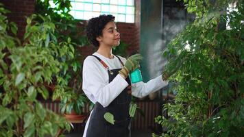 Running of own business. African woman florist with spray bottle watering fertilizing plants in botanical store, Small business owner working at flower shop smiling surrounded by plants Small business video