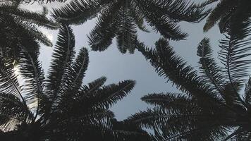 Abstract iconic timelapse scenic of palm trees coconut against bright blue sky with scattered clouds on sunny day, tropical island beach 4K banner copy space bright background video