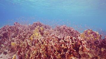 HDR colorful Caribbean Reef Fish in slow motion video