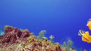 HDR colorful Caribbean Reef Fish in slow motion video