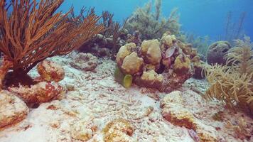 HDR colorful Caribbean Reef Fish in slow motion video