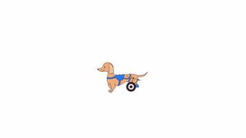 Small paralyzed dog with walking wheels line 2D character animation. Disabled canine pet flat color cartoon 4K , alpha channel. Puppy with wheelchair animated animal on white background video