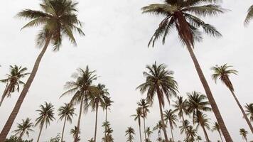 Abstract iconic timelapse scenic of coconut palm trees in hot day with scattered clouds in motion, tropical island banner copy space bright background video