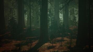 Sequoia Forest, A Majestic Thicket of Towering Trees. dark forest video