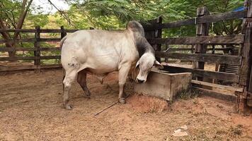 Zebu cattle, Zebuino, are the result of crossing between the Guzera, Gir and Nellore video