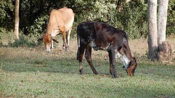 Zebu cattle, Zebuino, are the result of crossing between the Guzera, Gir and Nellore video