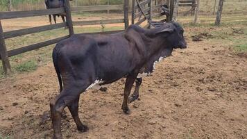 Zebu cattle, Zebuino, are the result of crossing between the Guzera, Gir and Nellore video