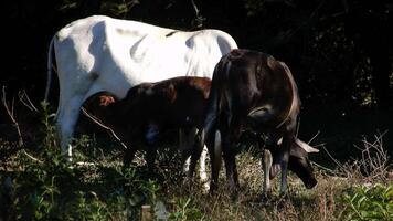 Zebu cattle, Zebuino, are the result of crossing between the Guzera, Gir and Nellore video