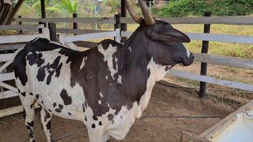Zebu cattle, Zebuino, are the result of crossing between the Guzera, Gir and Nellore video