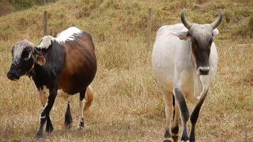 Zebu cattle, Zebuino, are the result of crossing between the Guzera, Gir and Nellore video