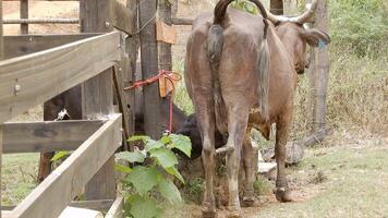 Zebu cattle, Zebuino, are the result of crossing between the Guzera, Gir and Nellore video