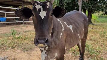 Zebu cattle, Zebuino, are the result of crossing between the Guzera, Gir and Nellore video
