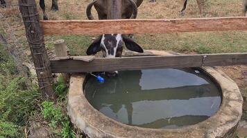 Zebu cattle, Zebuino, are the result of crossing between the Guzera, Gir and Nellore video