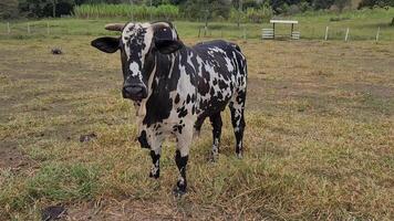 Zebu cattle, Zebuino, are the result of crossing between the Guzera, Gir and Nellore video
