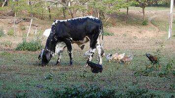 Zebu cattle, Zebuino, are the result of crossing between the Guzera, Gir and Nellore video
