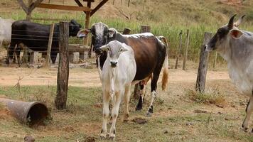 Zebu cattle, Zebuino, are the result of crossing between the Guzera, Gir and Nellore video