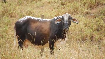 Zebu cattle, Zebuino, are the result of crossing between the Guzera, Gir and Nellore video