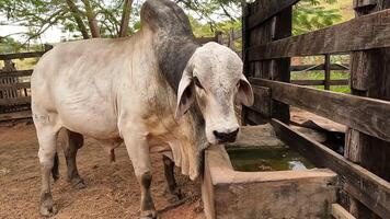 Zebu cattle, Zebuino, are the result of crossing between the Guzera, Gir and Nellore video