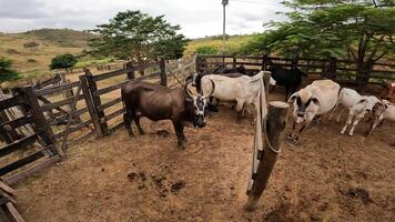 Zebu cattle, Zebuino, are the result of crossing between the Guzera, Gir and Nellore video