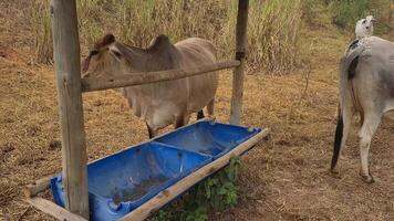 Zebu cattle, Zebuino, are the result of crossing between the Guzera, Gir and Nellore video