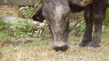 Zebu cattle, Zebuino, are the result of crossing between the Guzera, Gir and Nellore video
