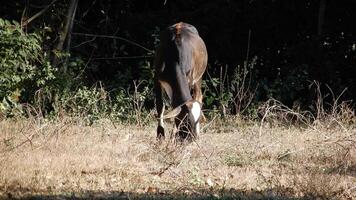 Zebu cattle, Zebuino, are the result of crossing between the Guzera, Gir and Nellore video