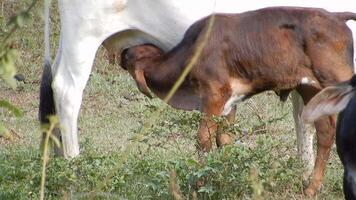 Zebu cattle, Zebuino, are the result of crossing between the Guzera, Gir and Nellore video