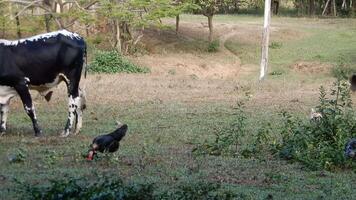 Zebu cattle, Zebuino, are the result of crossing between the Guzera, Gir and Nellore video