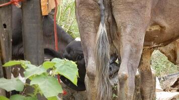 Zebu cattle, Zebuino, are the result of crossing between the Guzera, Gir and Nellore video