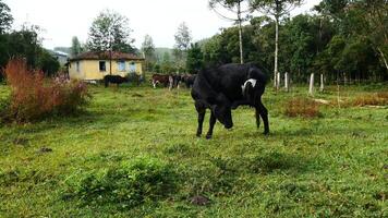 Zebu cattle, Zebuino, are the result of crossing between the Guzera, Gir and Nellore video